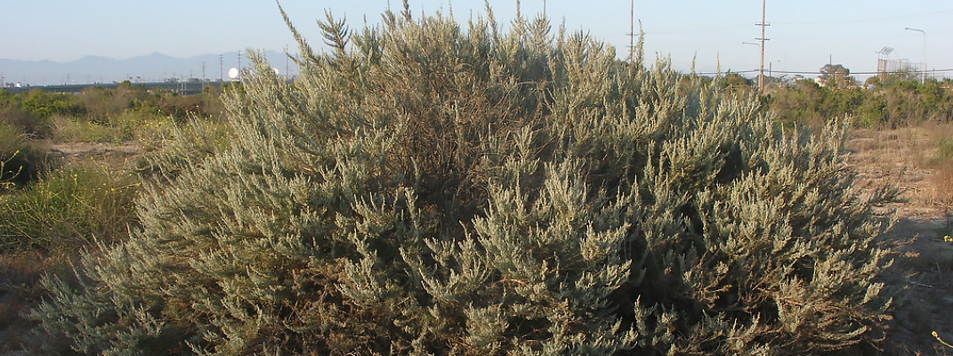 California sage and overgrowth.