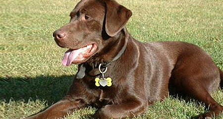 Chocolate labrador with shiny license